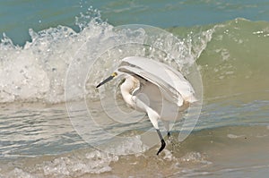 Snowey egret, landing on a tropical seashore