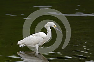 Snowey Egret standing on a sandy shore of water