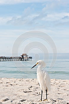 Snowey egret standing on a sandy, tropical beach with a wood pier