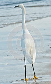 Snowey egret, standing on tropical seashore