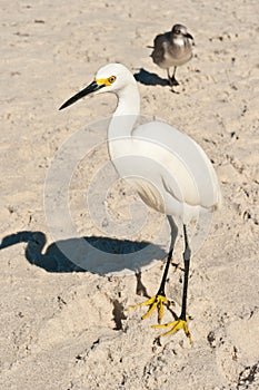 Snowey Egret on a Tropical beach