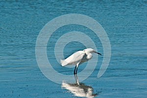 Snowey Egret at a Tropical beach hunting for food in shallow water