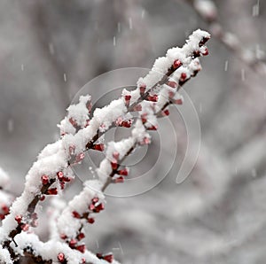 Snowfall against the background of snow-covered flowering fruit tree branches.