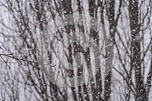 Snowfall against the background of snow-covered intertwined tree branches.