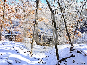 Snowfall on autumn trees