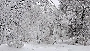 Snowfall in a birch forest.