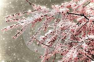 Snowfall on Cherry Blossoms