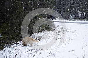 Snowfall in the city.First snow in the Park