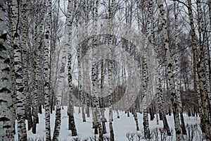 Snowfall in the city. Snow-covered birch trees in a city Park.