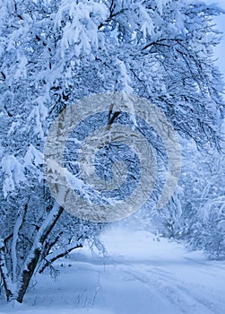 Snowfall. City street with trees covered with snow. Blue winter