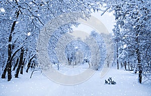 Snowfall. City street with trees covered with snow. Blue winter morning, snow landscape photo