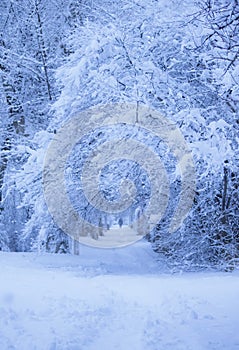 Snowfall. City street with trees covered with snow. Blue winter morning, snow landscape