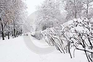 Snowfall in city street with trees covered snow. Winter wonderland in the snowy park path