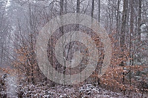 Snowfall on dead brown leaves in German forest