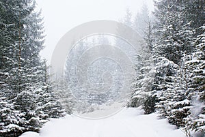 Snowfall in dense snowy fir forest on the road