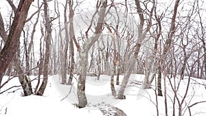Snowfall on dormant trees in Catskills
