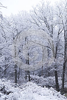 Snowfall in a forest