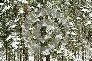 Snowfall in the forest