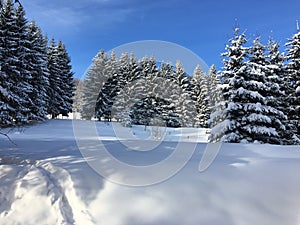 Snowfall with forest trees and snowy field