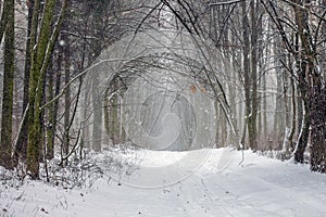 Snowfall in the forest. Winter road in the woods_