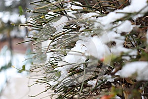 Snowfall on garden Shrubs plant. Beautiful Natural morning view in garden after snowfall