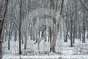 snowfall in a gloomy park