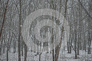 snowfall in a gloomy park