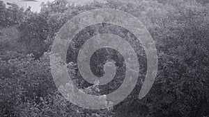 Snowfall and heavy rain in summer. In background are green trees, grass, path.