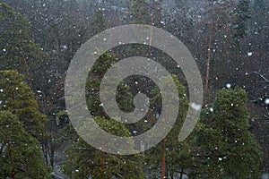Snowfall in the mountain forest. Bad weather in the mountains. Snow flakes on the background of the forest