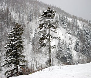 Snowfall in mountain. The Island Sakhalin.