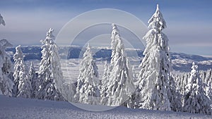 Snowfall in Mountains Landscape, Alpine View in Winter, Snow on Conifer Forest Scene, Winter Scenery