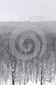 Snowfall over city park forest in winter