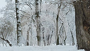 Snowfall in park or forest. Dark cloudy winter day