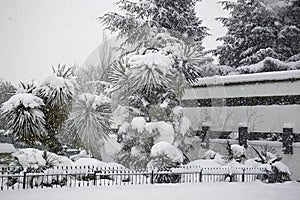 Snowfall in the park