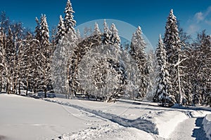 Snowfall in pine winter forest. Branches were covered with frost and snow. Cold temperature froze fir needles