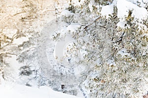 Snowfall in pine winter forest. Branches were covered with frost and snow. Cold temperature froze fir needles