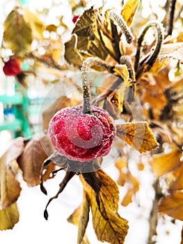 Rosehip berries in frost, rosehip