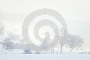 Snowfall in the rural scenery. Winter landscape with trees. Cold weather. Sunny  foggy background concept