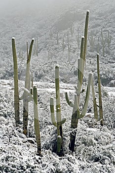 Snowfall on Saguaros photo