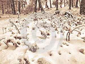 Snowfall. Snow covered trees and autmn leaves in the ground in the snowfall. Winter in mountain ski resort Bakuriani