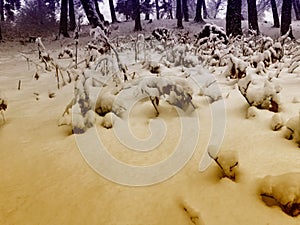 Snowfall. Snow covered trees and autmn leaves in the ground in the snowfall. Winter in mountain ski resort Bakuriani