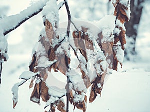 Snowfall. Snow covered trees and autmn leaves in the snowfall. Winter in mountain. Close-up shot