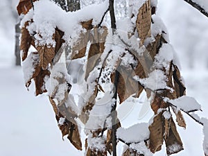 Snowfall. Snow covered trees and autmn leaves in the snowfall. Winter in mountain. Close-up shot