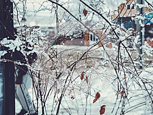 Snowfall. Snow covered trees and autmn leaves in the snowfall. Winter in mountain. Close-up shot