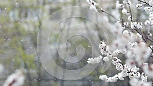 Snowfall in spring blooming fruit garden