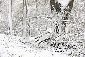 Snowfall in spring forest