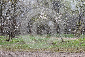 Snowfall in the spring forest. The first snow in the forest