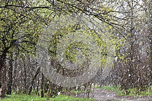 Snowfall in the spring forest. The first snow in the forest