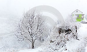 Snowfall at Tosh village in Himachal pradesh, India