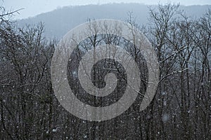 Snowfall trees mountains. Gray bare treetops in winter